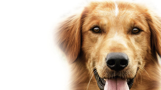 Josh Gad signed A Dog's Purpose Image #4 (8x10, 11x14) Pre-Order